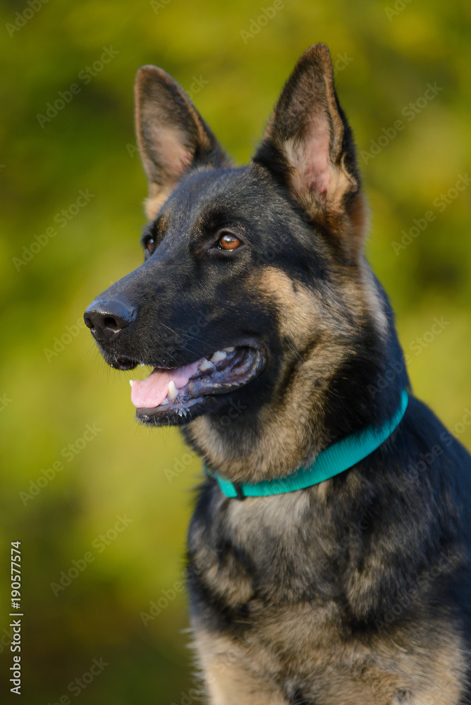 Portrait of a German shepherd with a turquoise collar 
