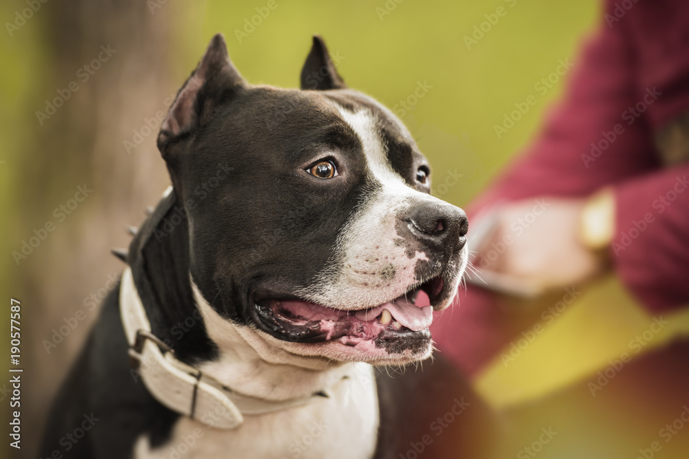 Pit Bull Terrier portrait on nature