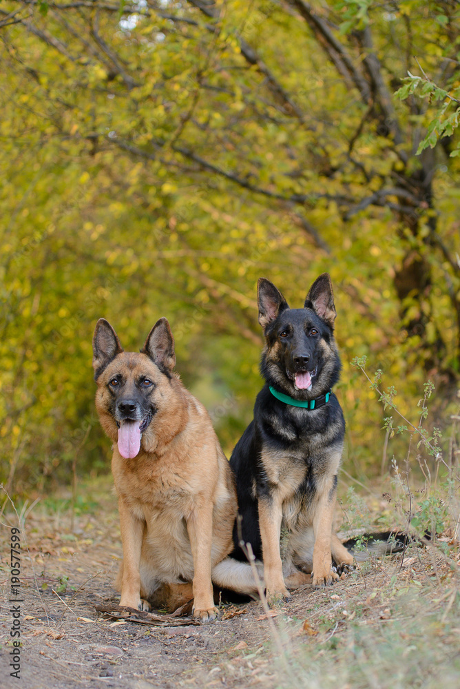 Two German shepherds of dark and light color Two German shepherds of dark and light color