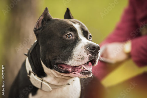 Pit Bull Terrier portrait on nature