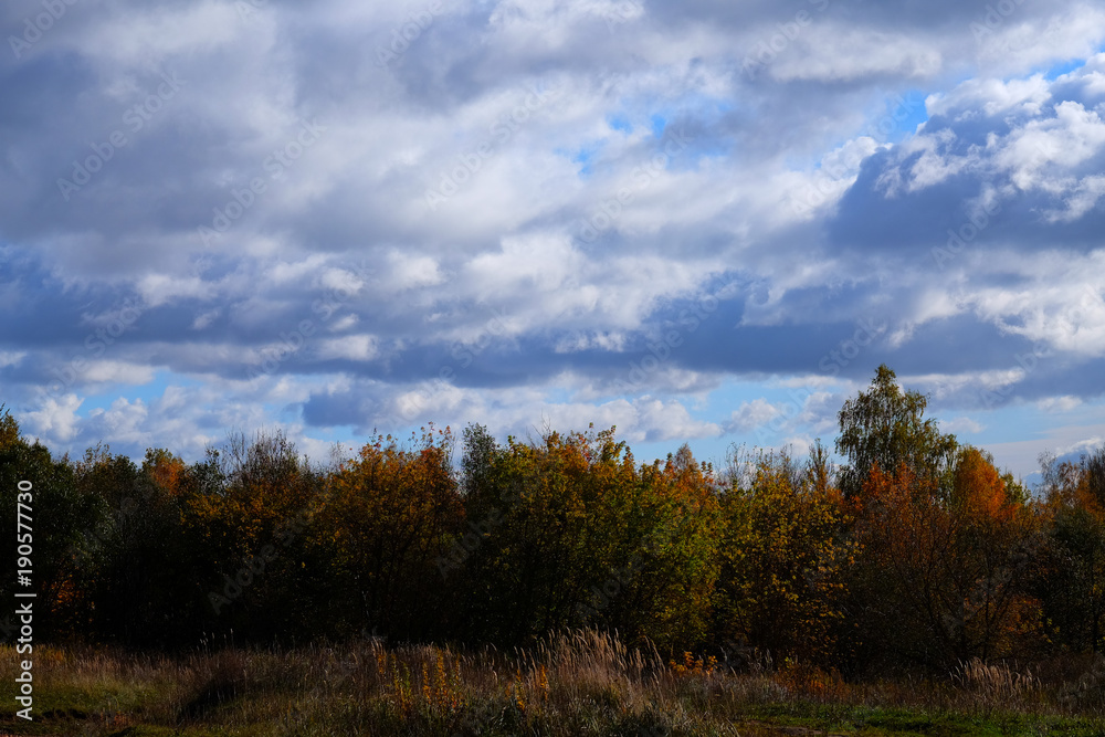 Beautiful View of autumn forest. Beautiful View of autumn forest.
