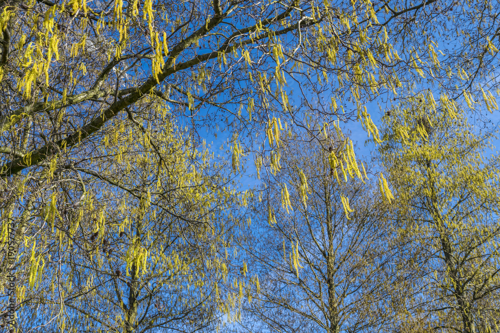 Sunny spring day. The first leaves in the trees. Flowering trees. Sunny spring day. The first leaves in the trees. Flowering trees.