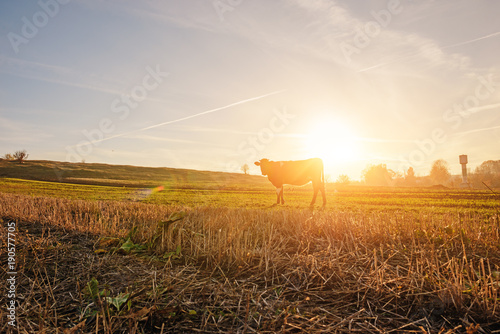 Obraz na płótnie One cow in a full height is grazing on the autumn field from afar on the background of beautiful sunset w salonie