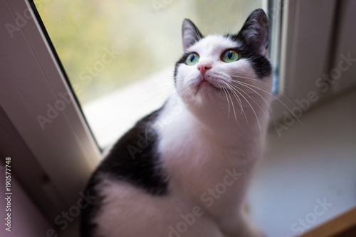 black and white cat on the window © dima