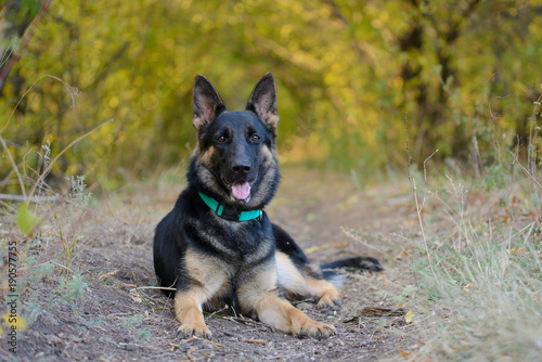 Portrait of a German shepherd with a turquoise collar 