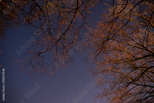 beautiful night sky, the Milky Way and the trees