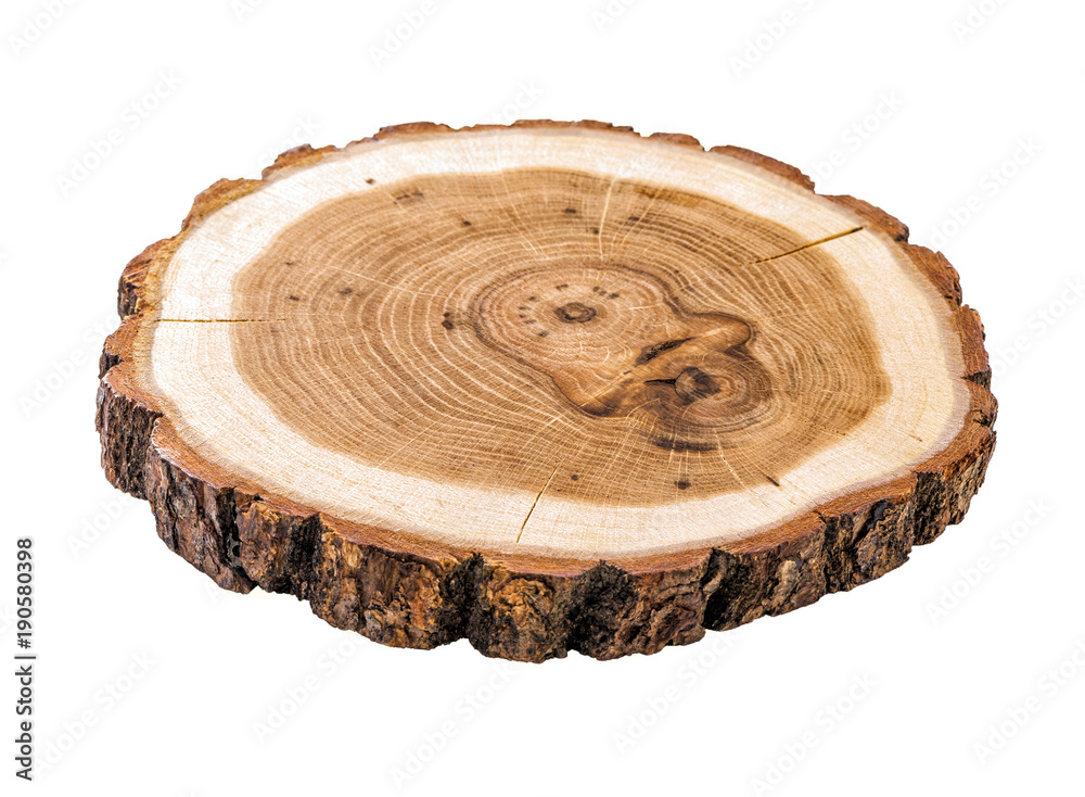 cracked tree trunk cross section with annual rings close-up isolated on white background - obrazy, fototapety, plakaty 