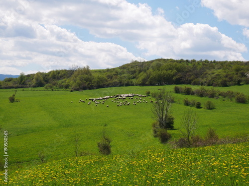 Fresh bright yellow dandelion flowers. A beautiful spring day. A green meadow full of yellow dandelions