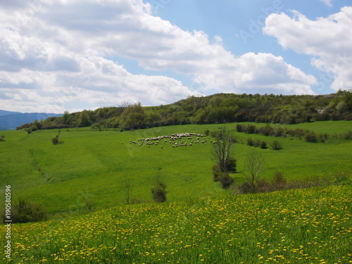 Fresh bright yellow dandelion flowers. A beautiful spring day. A green meadow full of yellow dandelions