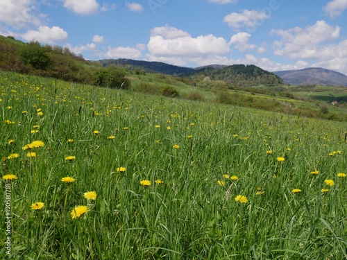 Fresh bright yellow dandelion flowers. A beautiful spring day. A green meadow full of yellow dandelions