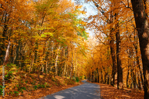 Bright and scenic landscape of new road across auttumn trees with fallen orange and yellow leaf © cezarksv