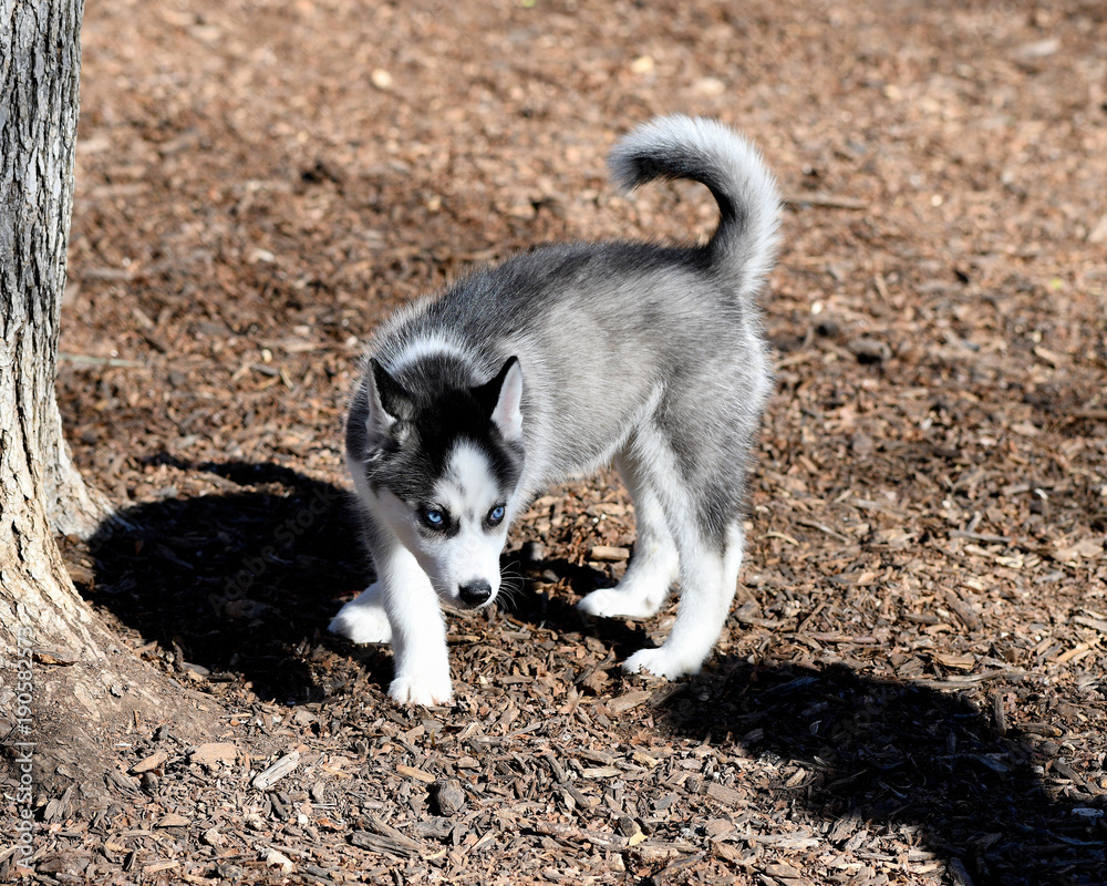 9 week best sale old siberian husky