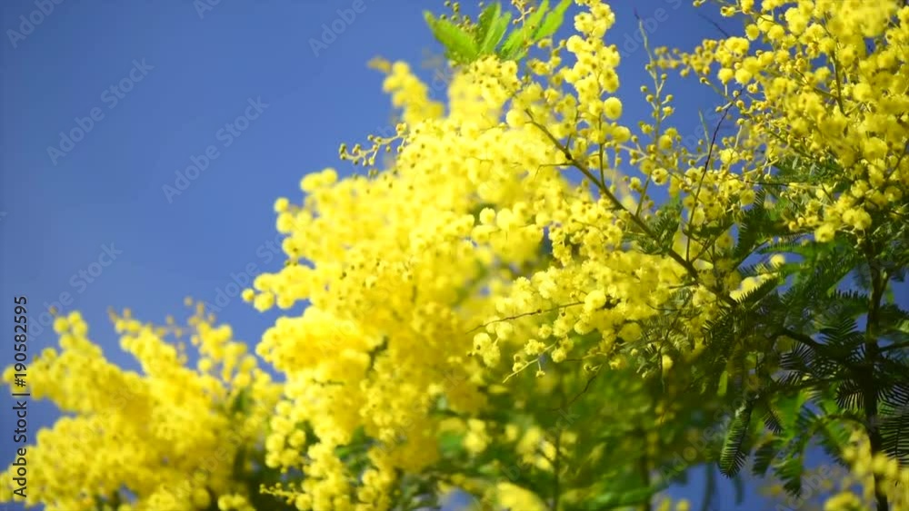 Mimosa. Spring flowers Easter background. Blooming mimosa tree over blue sky. 4K UHD video footage. 3840X2160