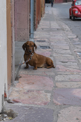 A sweet Dachshund, sitting on a stone sidewalk, with a red bug, in the background, in San Miguel de Allende