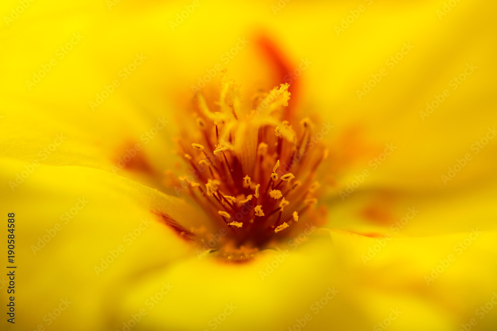 Soft focus macro closeup of a yellow Portulaca Grandiflora flower, showing pollen and deep vibrant yellow color Soft focus macro closeup of a yellow Portulaca Grandiflora flower, showing pollen and deep vibrant yellow color