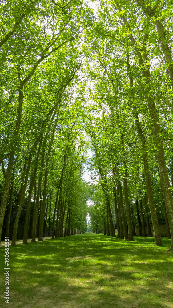 Obraz premium The Garden of Versailles