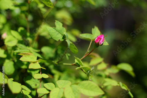 Bud pink hybrid tea roses in the garden