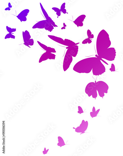 beautiful pink butterflies, isolated on a white