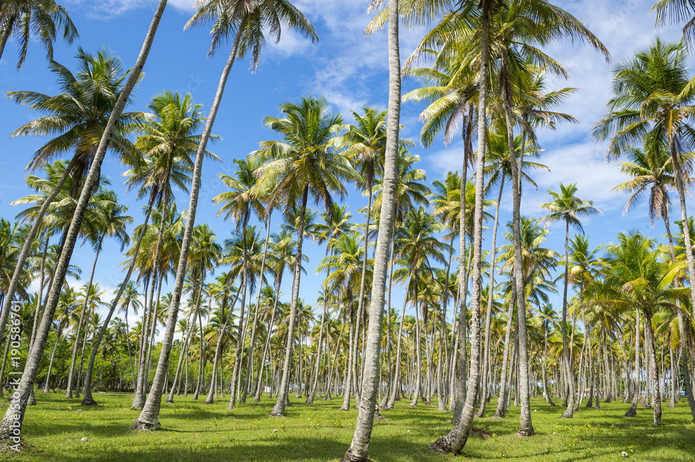 Naklejka premium Scenic view of palm grove plantation on the tropical coast of Bahia, Brazil