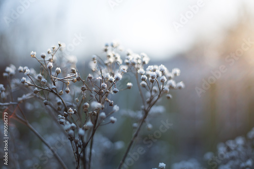 frosty plant