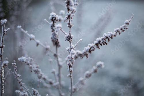 frosty plants