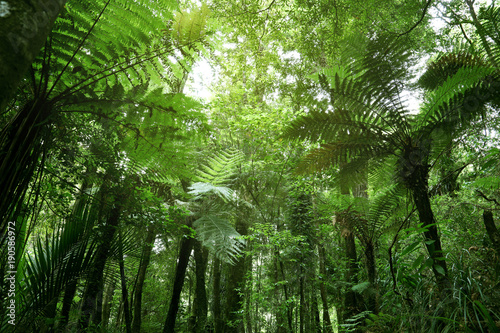 Tree ferns in jungle