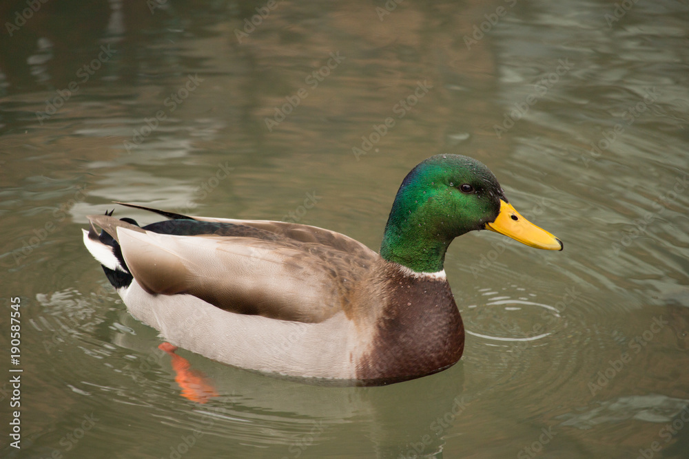 Duck Duck
