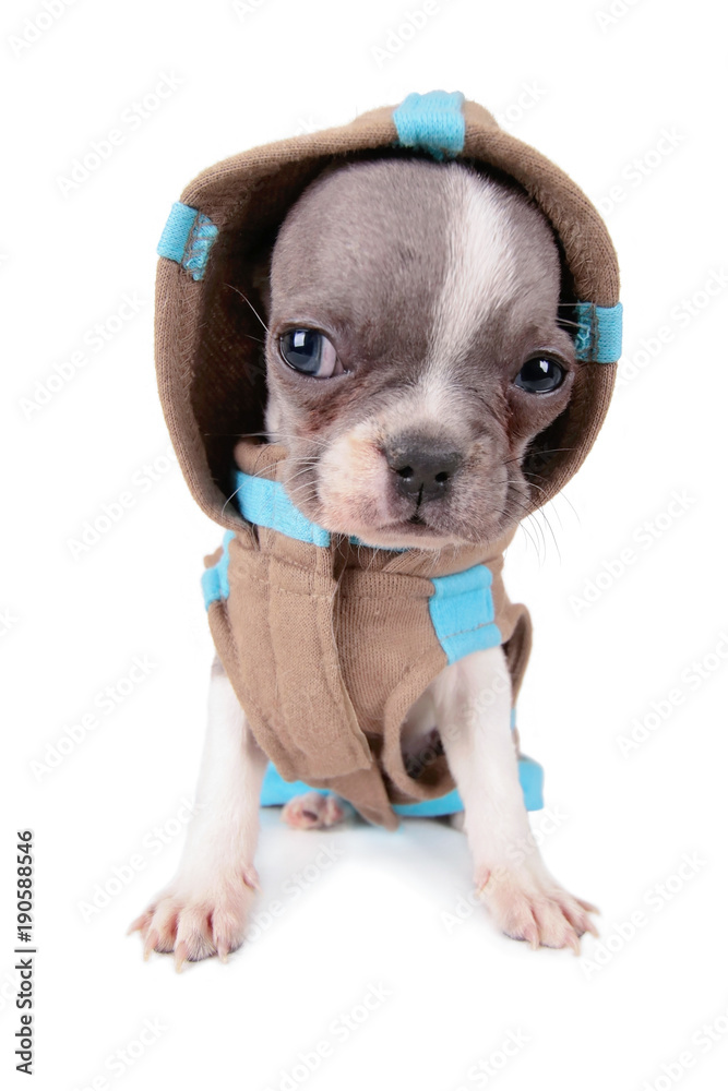 photo of a cute french bulldog puppy in a hoodie jacket studio shot on an isolated white background