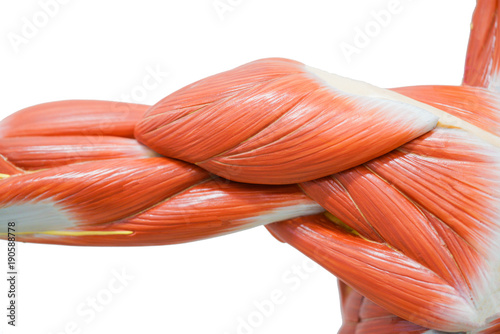 Valokuva Human hands muscle