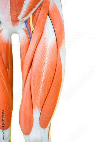 Human thigh muscle anatomy