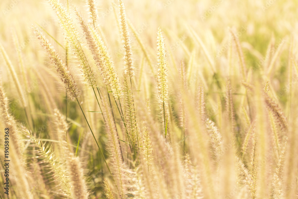 Good morning with golden light and grass swaying in the summer, abstract background. Good morning with golden light and grass swaying in the summer, abstract background.