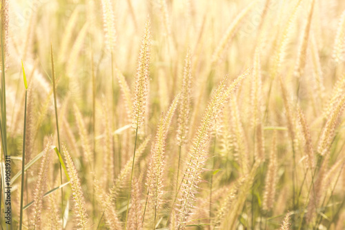 Good morning with golden light and grass swaying in the summer, abstract background.