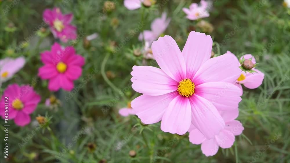 macro of beautiful pink daisy or Cosmos bipinnata Cav in the wind macro of beautiful pink daisy or Cosmos bipinnata Cav in the wind