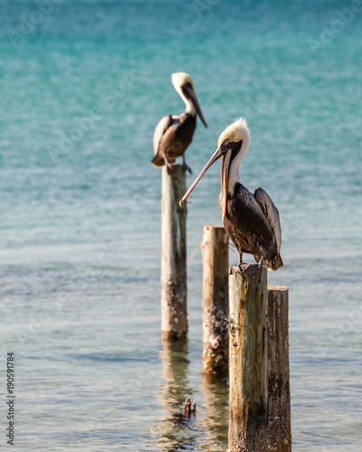 Colorful Detailed Pelicans Sitting on Pilings