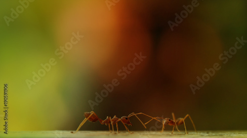 Closeup ants on tree with nature bright light background, business teamwork together concept