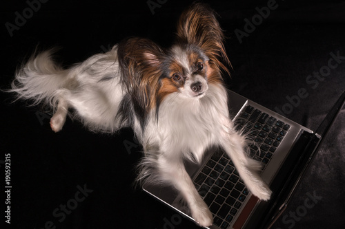 Beautiful dog Continental Toy Spaniel Papillon working in laptop on black background