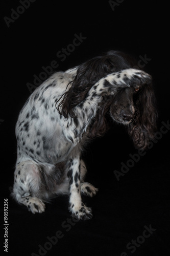 Beautiful female spaniel amuses his nose with a paw on black background