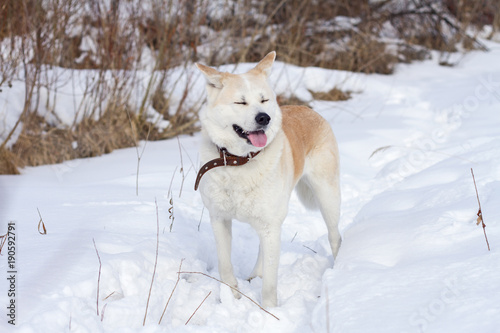 A sweet Japanese Akita Inu dog with closed eyes and sticking out tongue is in the woods in winter among snow and dry grass on a snowy background.
