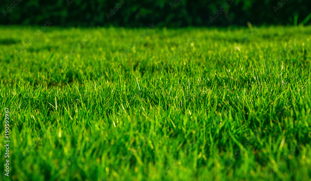 green grass natural background texture green grass natural background texture