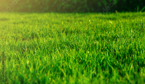 Morning sunlight shines on green grass natural textured background.