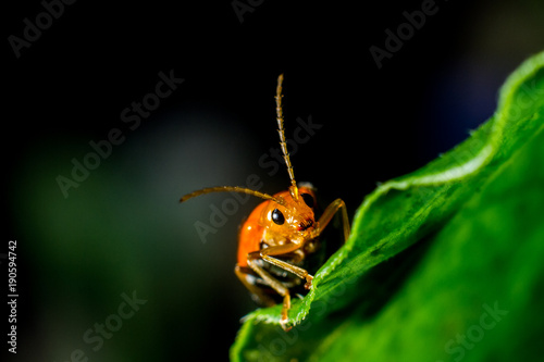 red cucurbit leaf beetle