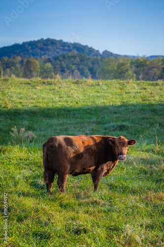 Brown Cow in green grass on a Farm