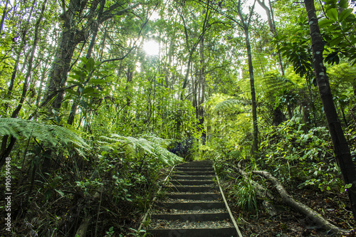 forest  nature  path  green  tree  trees  landscape  wood  woods  jungle  road  summer  environment  natural  outdoor  footpath  spring