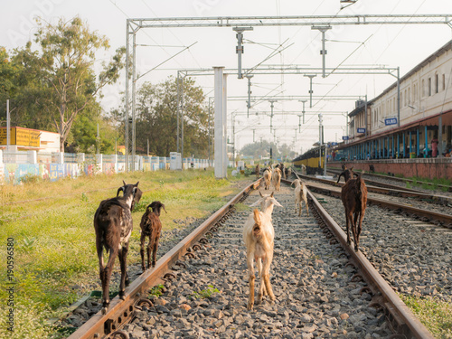 Goats follow each other on a rail
