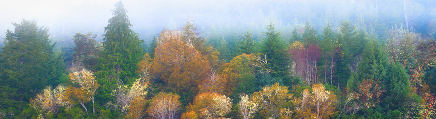 Panoramic banner Oregon Pacific Northwest forest fall colors masthead for web design
