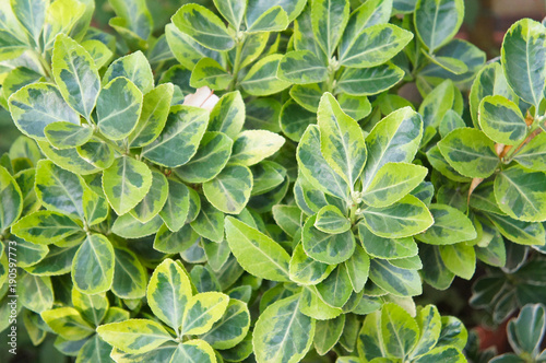 Euonymus japonicus aureomarginatus green plant © skymoon13