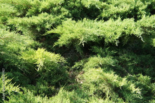 Juniperus pfitzeriana mint julep green shrub