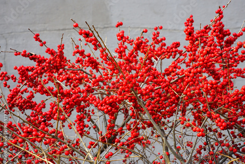 Branches of red winterberry plant (ilex verticillata) photo