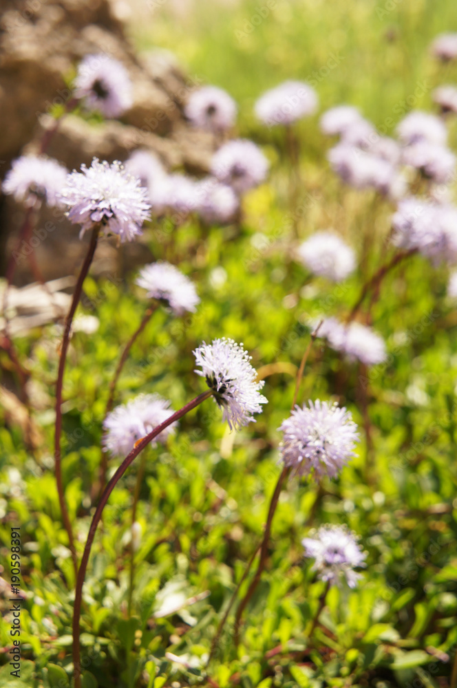 Globularia vulgaris or trichosantha blue flowers with green