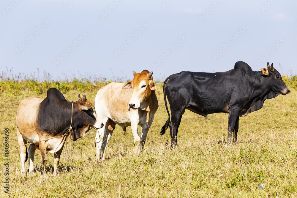 Herd of Thai domestic beef cattle grazing on green pasture Herd of Thai domestic beef cattle grazing on green pasture